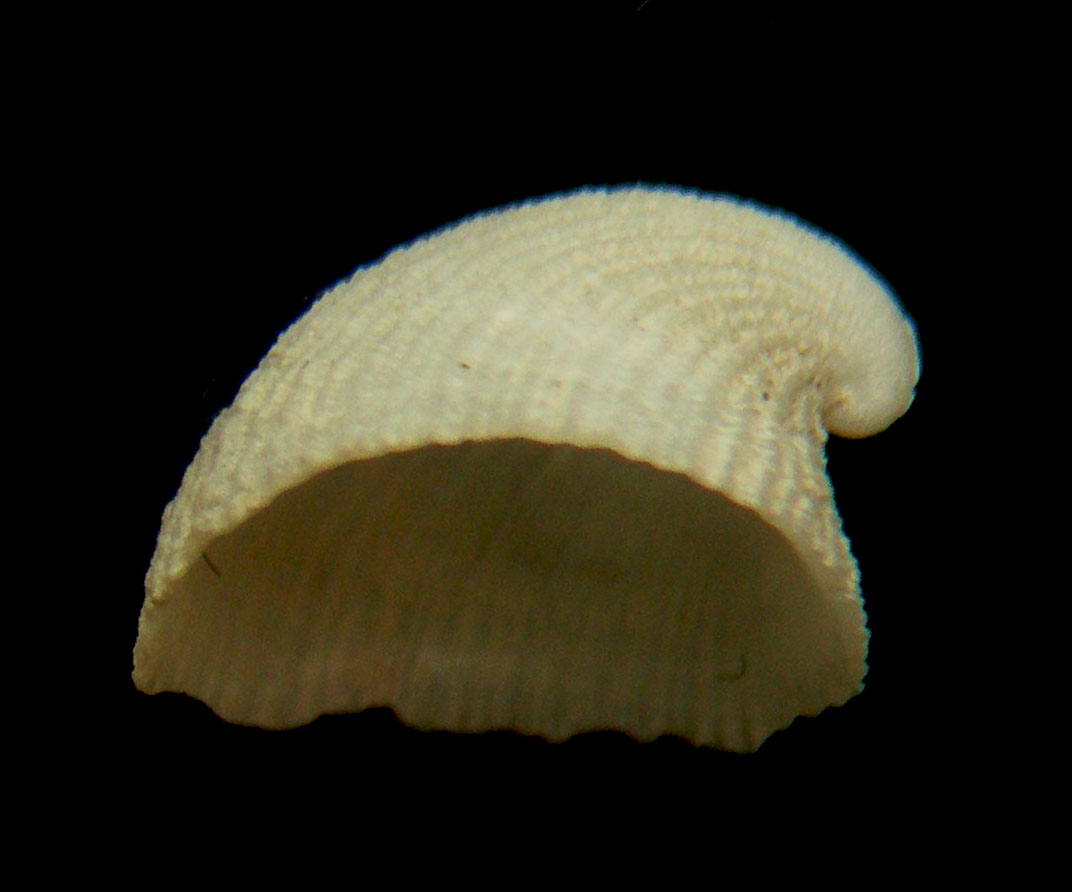 Craniopsis asturiana